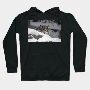 Eastern Gray Wolf Hoodie